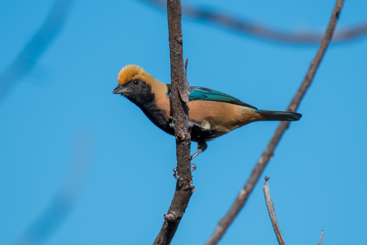 バフイロフウキンチョウ - ML644494882