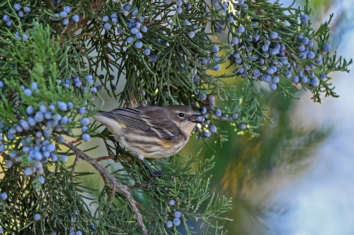 キヅタアメリカムシクイ - ML644494883