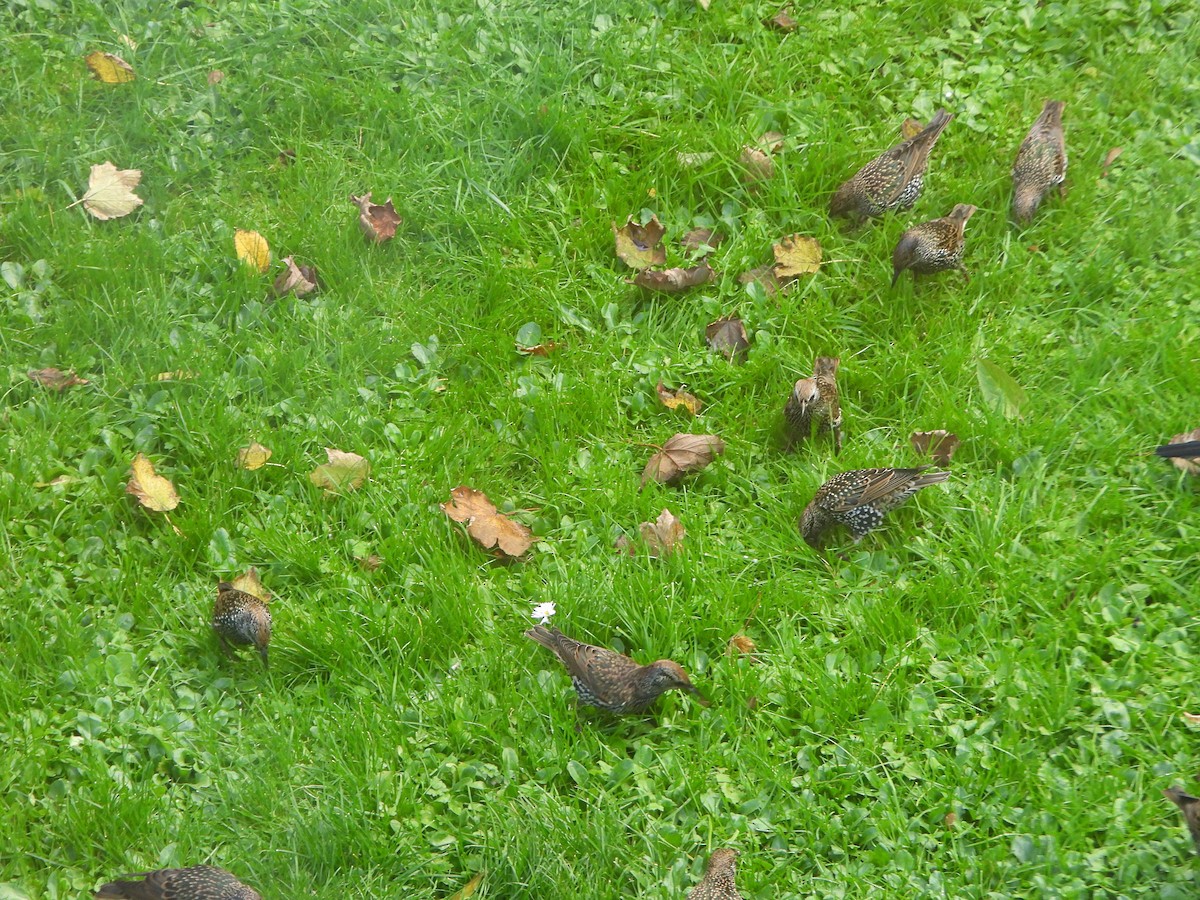 ホシムクドリ - ML644494884