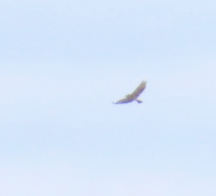 アカオノスリ - ML644494885