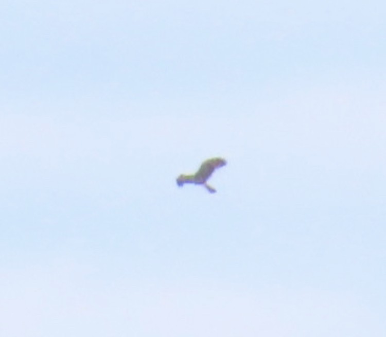 アカオノスリ - ML644494886