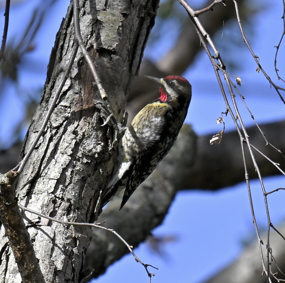 シルスイキツツキ - ML644494889