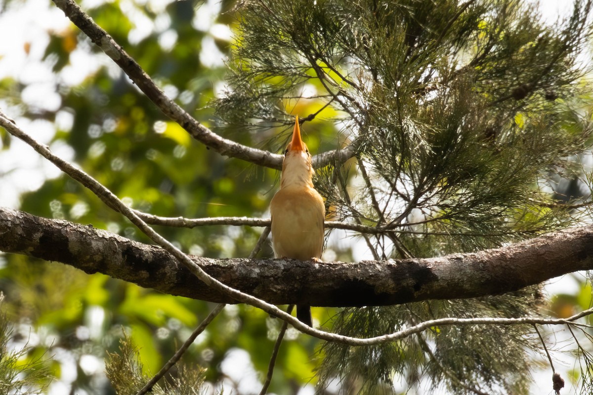 キバシショウビン - ML644494895