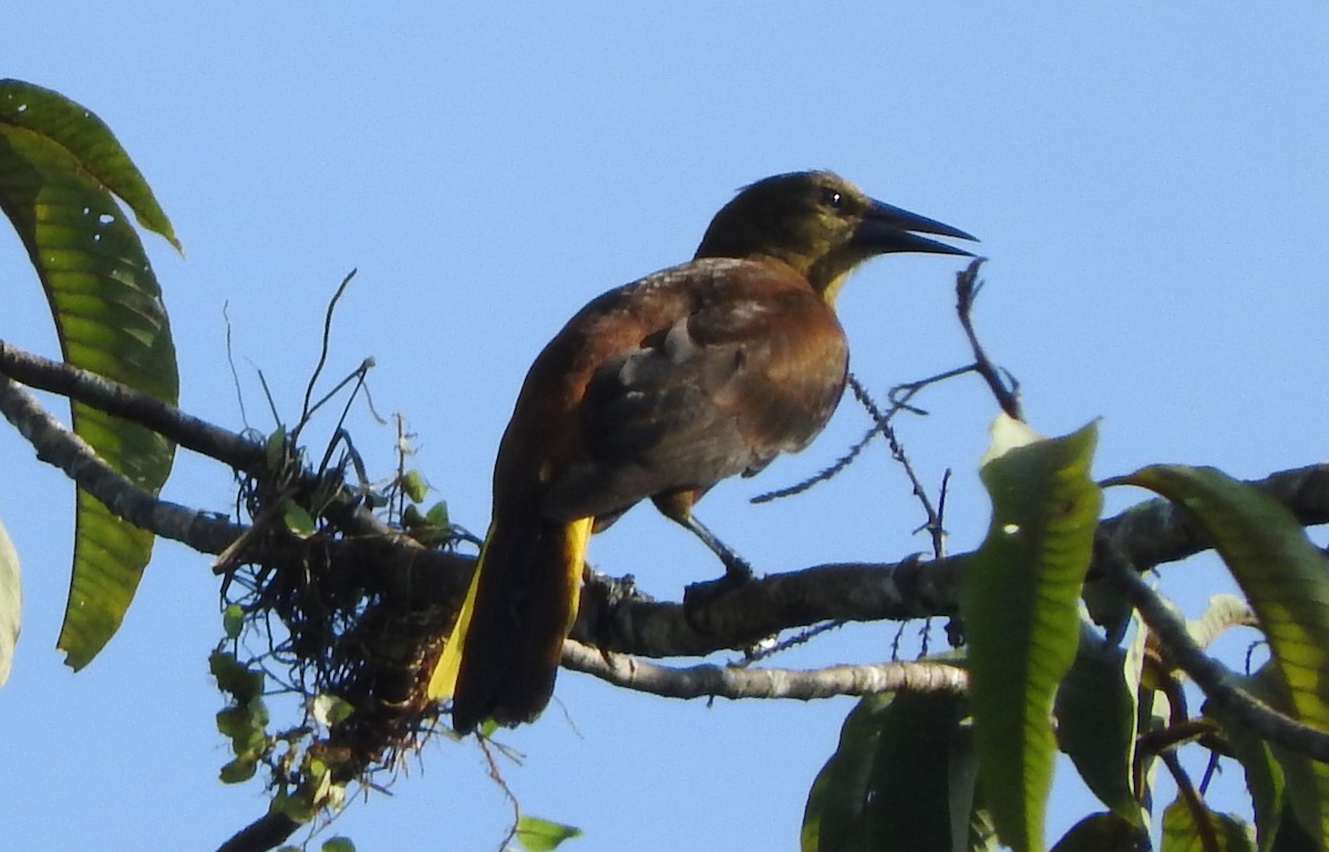 セアカオオツリスドリ - ML644494896