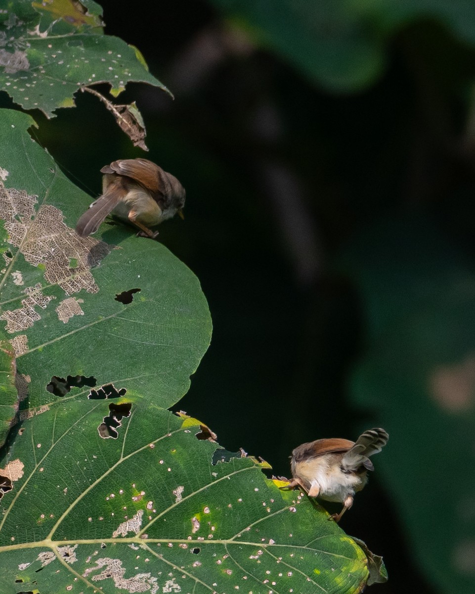 ハイムネハウチワドリ - ML644494901