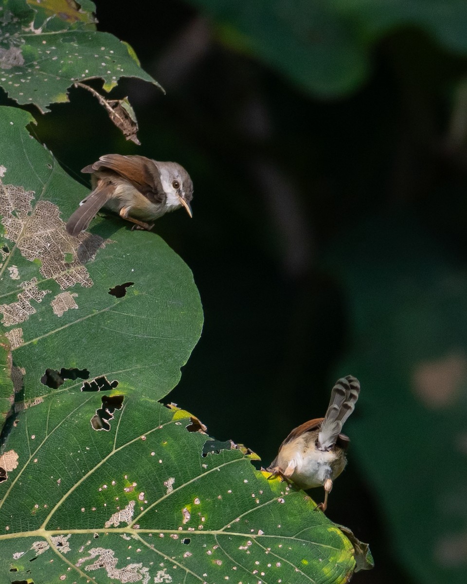 ハイムネハウチワドリ - ML644494902