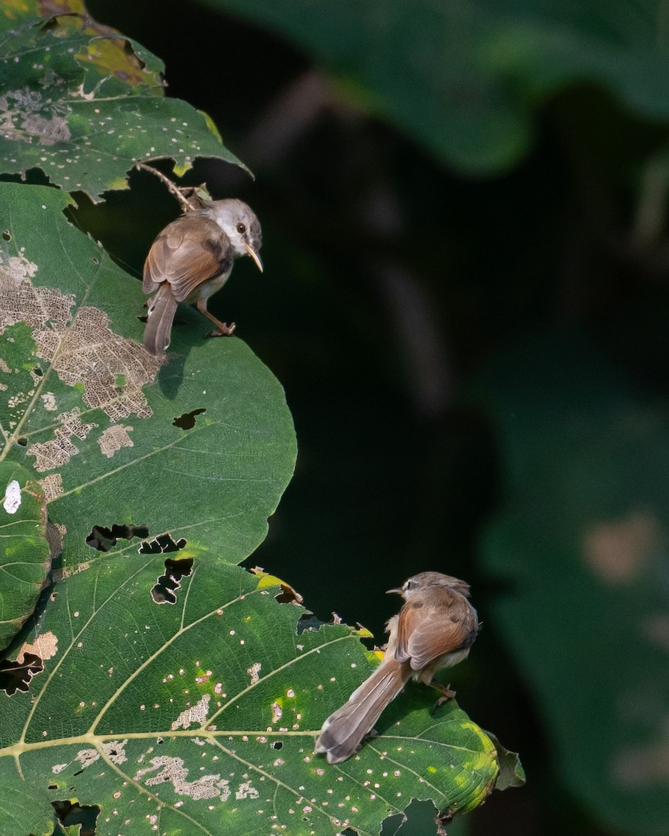 ハイムネハウチワドリ - ML644494903