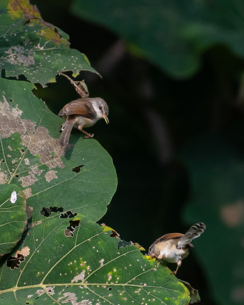 ハイムネハウチワドリ - ML644494904