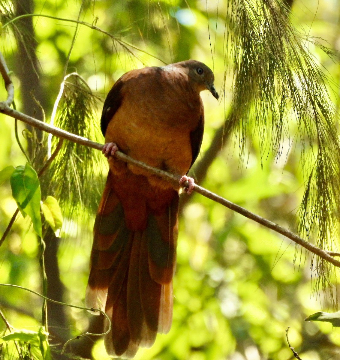 オナガバト - ML644494905