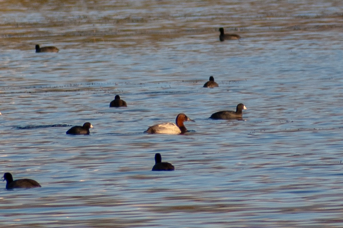 Fuligule à dos blanc - ML644494906
