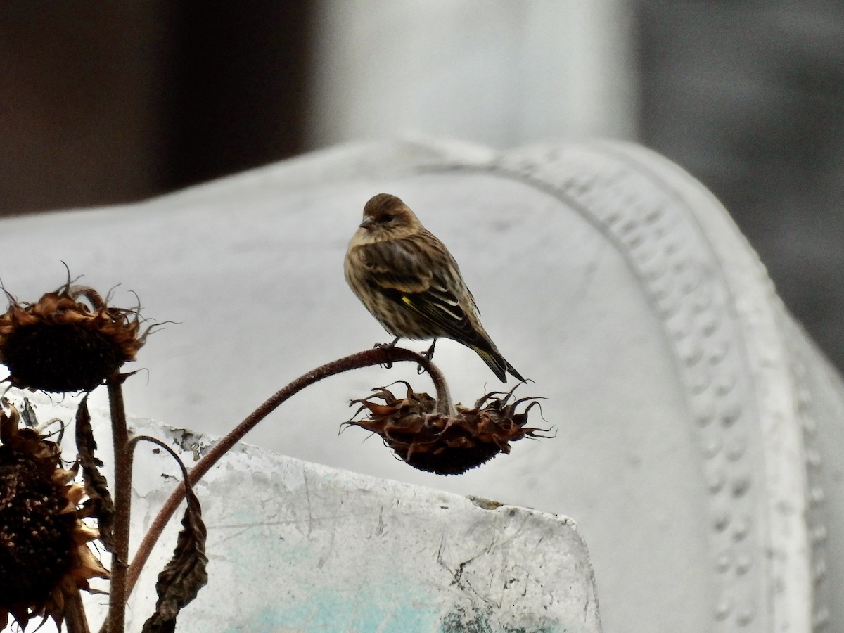 Pine Siskin - ML644494911