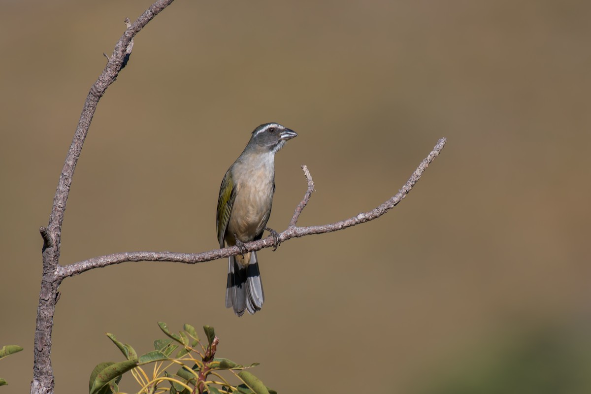 Green-winged Saltator - ML644494912