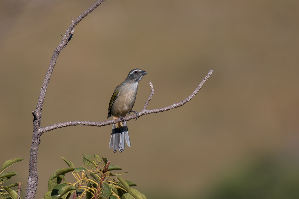 Green-winged Saltator - ML644494913