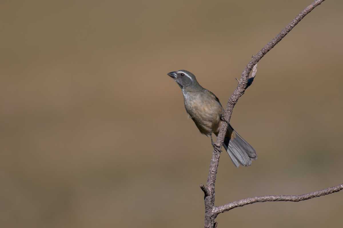 Green-winged Saltator - ML644494914