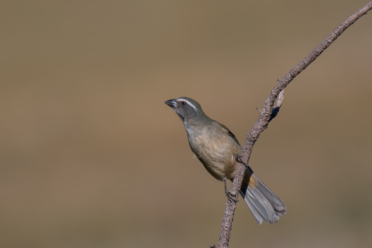 Green-winged Saltator - ML644494915