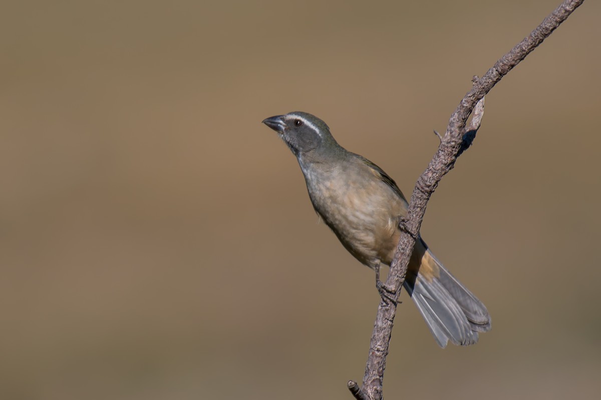 Green-winged Saltator - ML644494916