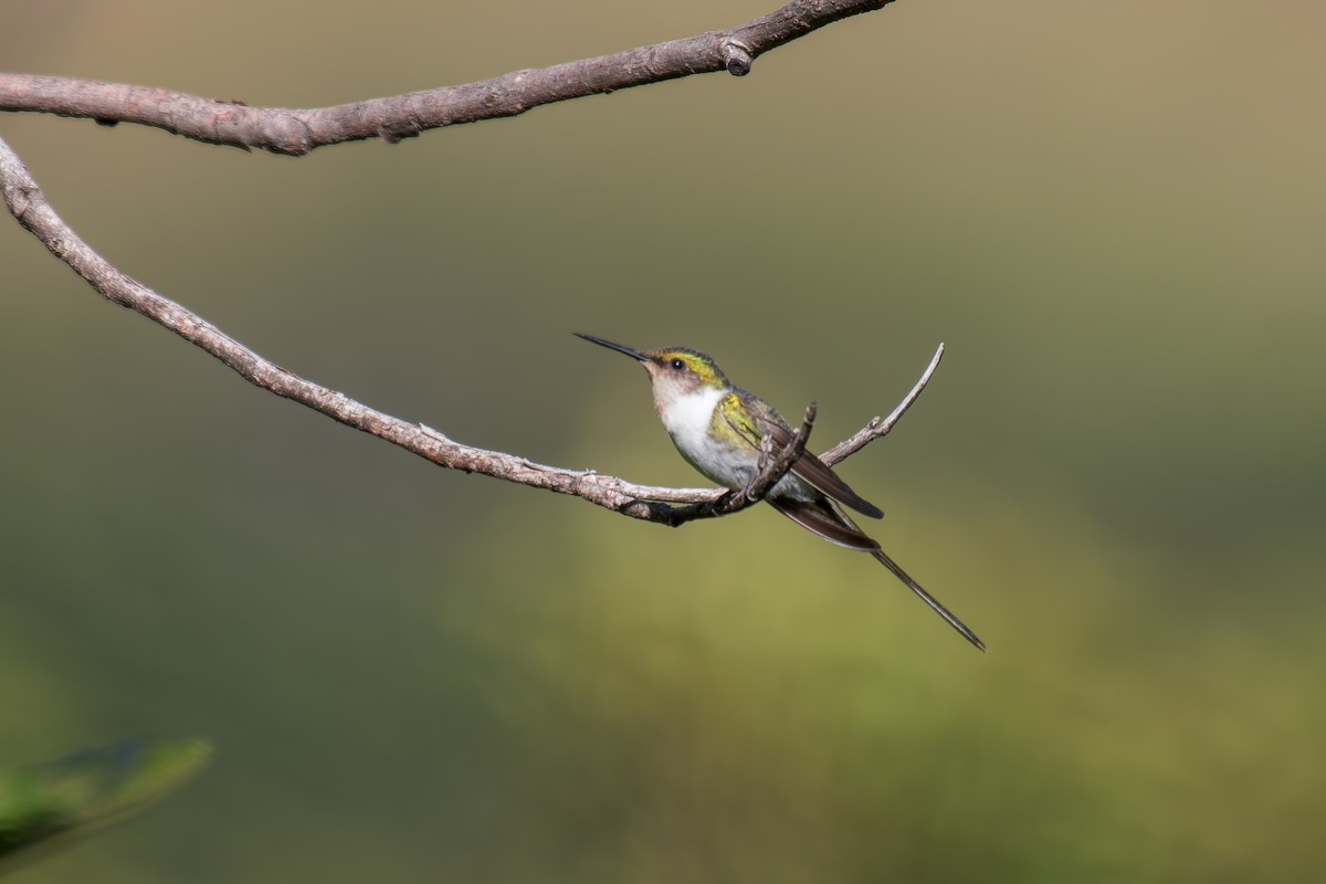 Horned Sungem - ML644494917