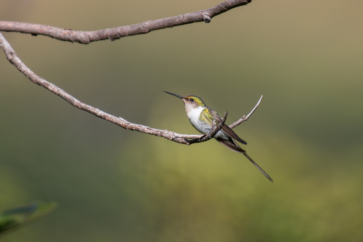 Horned Sungem - ML644494918