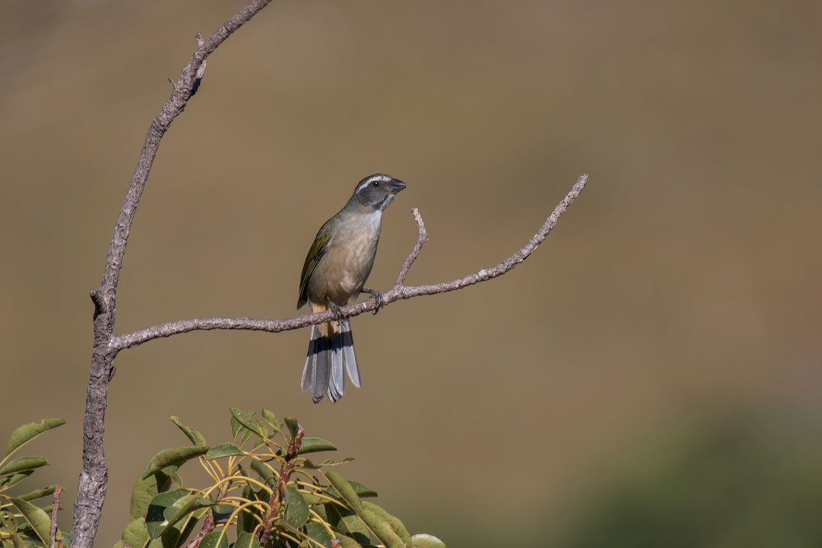 Green-winged Saltator - ML644494919