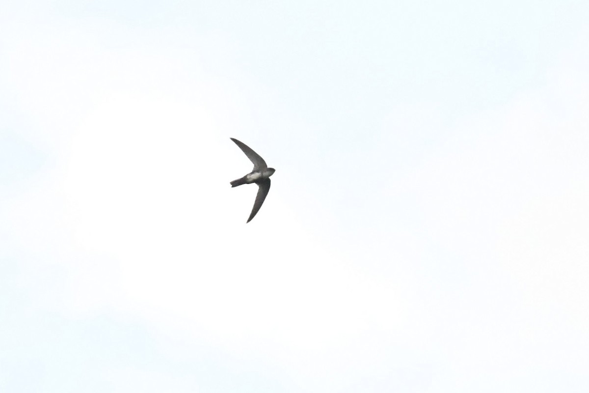 Antillean Palm Swift - ML644494920