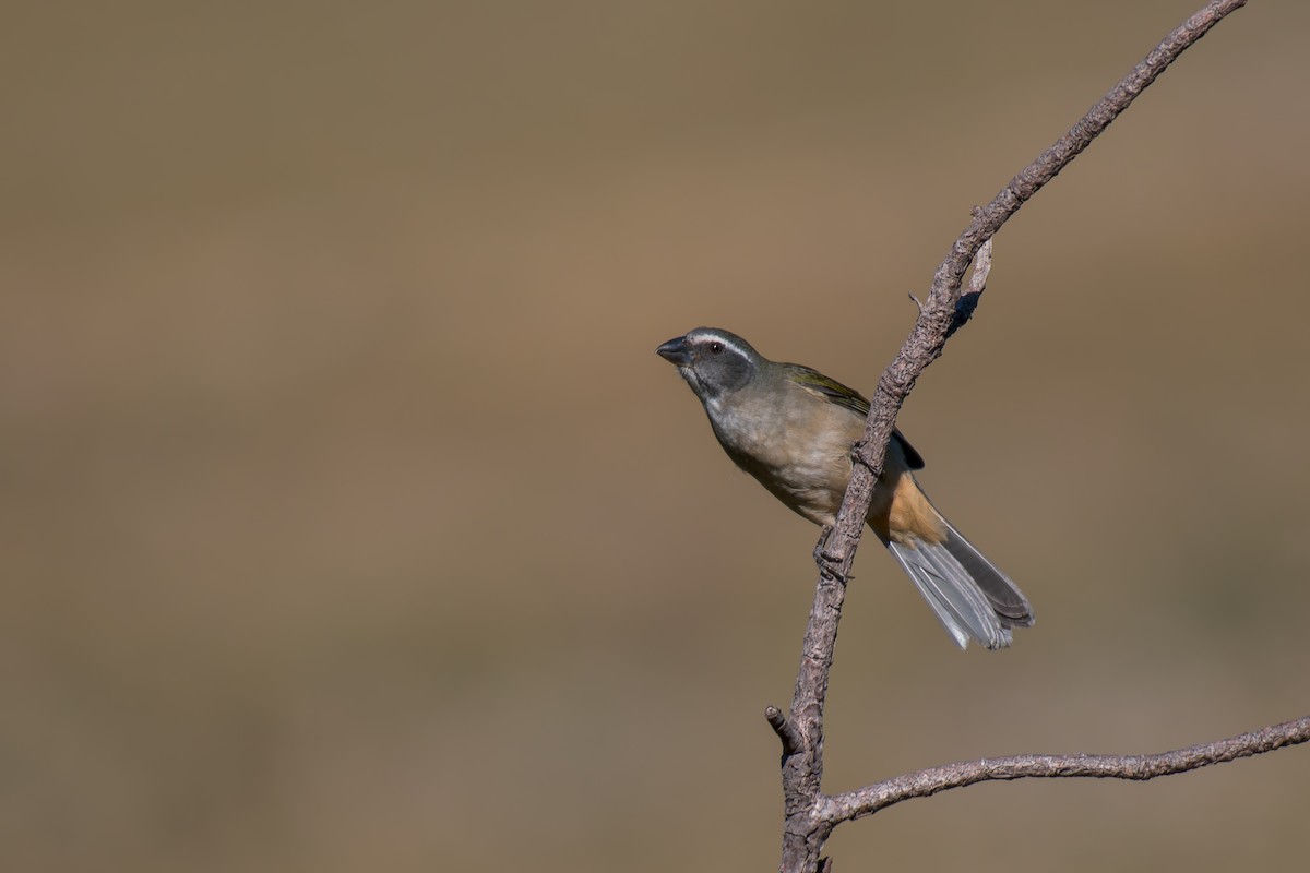 Green-winged Saltator - ML644494921