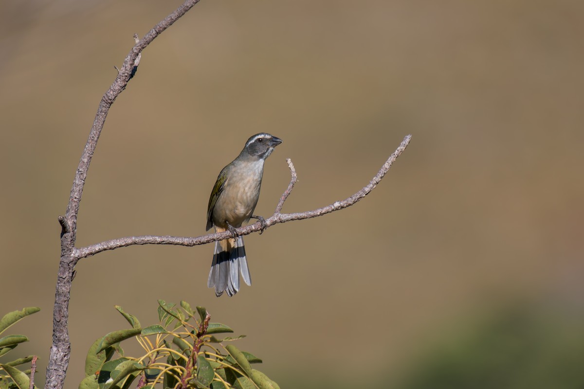Green-winged Saltator - ML644494922