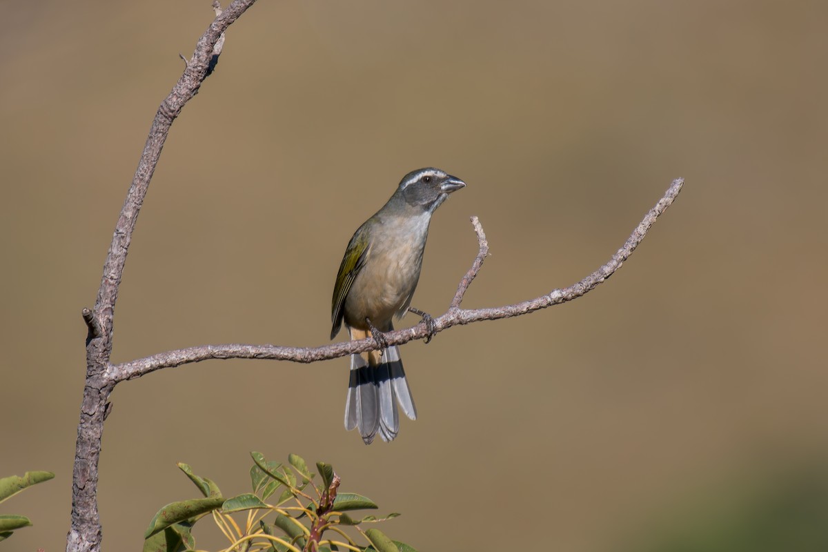 Green-winged Saltator - ML644494923