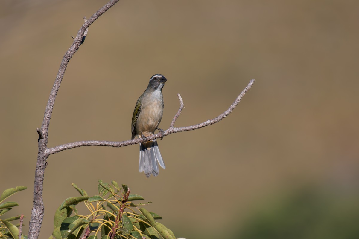 Green-winged Saltator - ML644494926