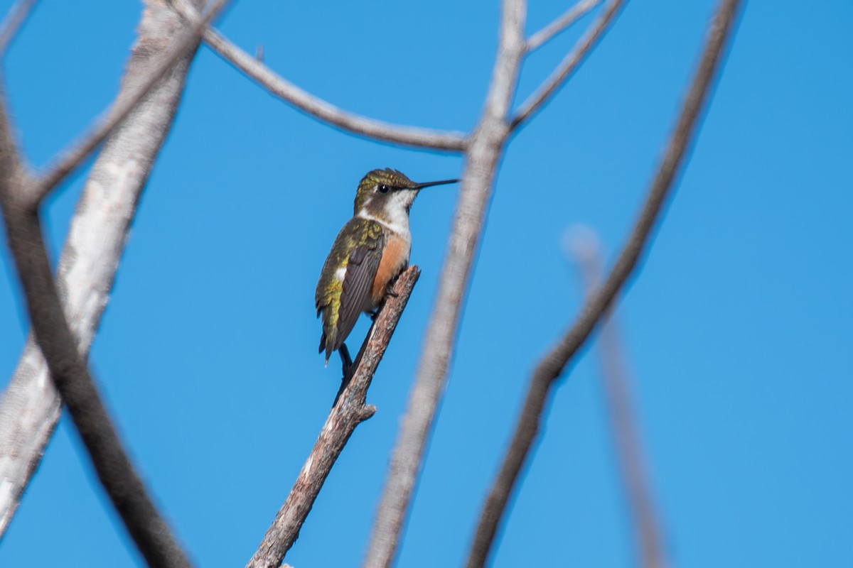 Amethyst Woodstar - ML644494927