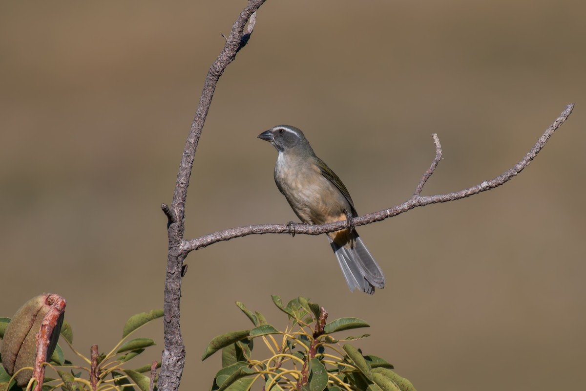 Green-winged Saltator - ML644494928