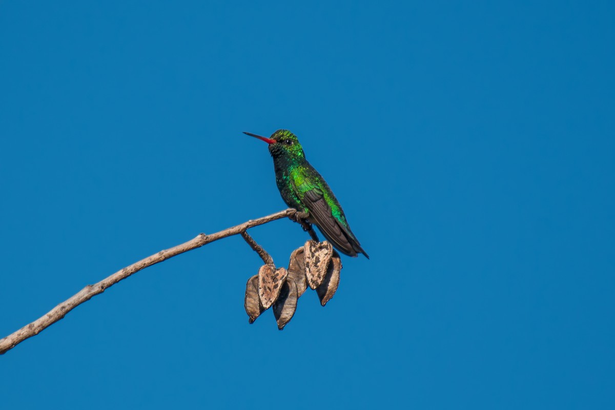Glittering-bellied Emerald - ML644494929