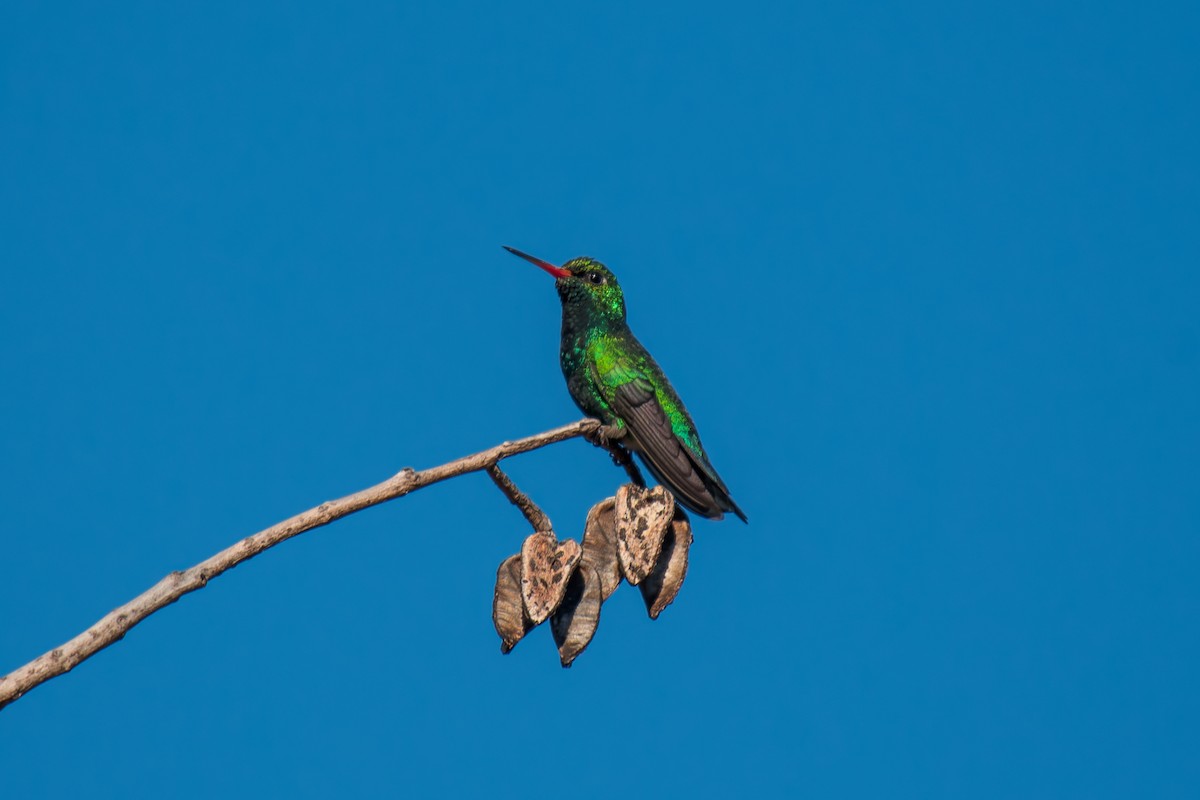 Glittering-bellied Emerald - ML644494931