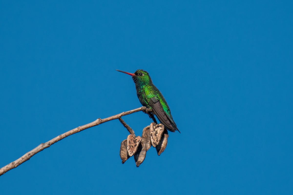 Glittering-bellied Emerald - ML644494932