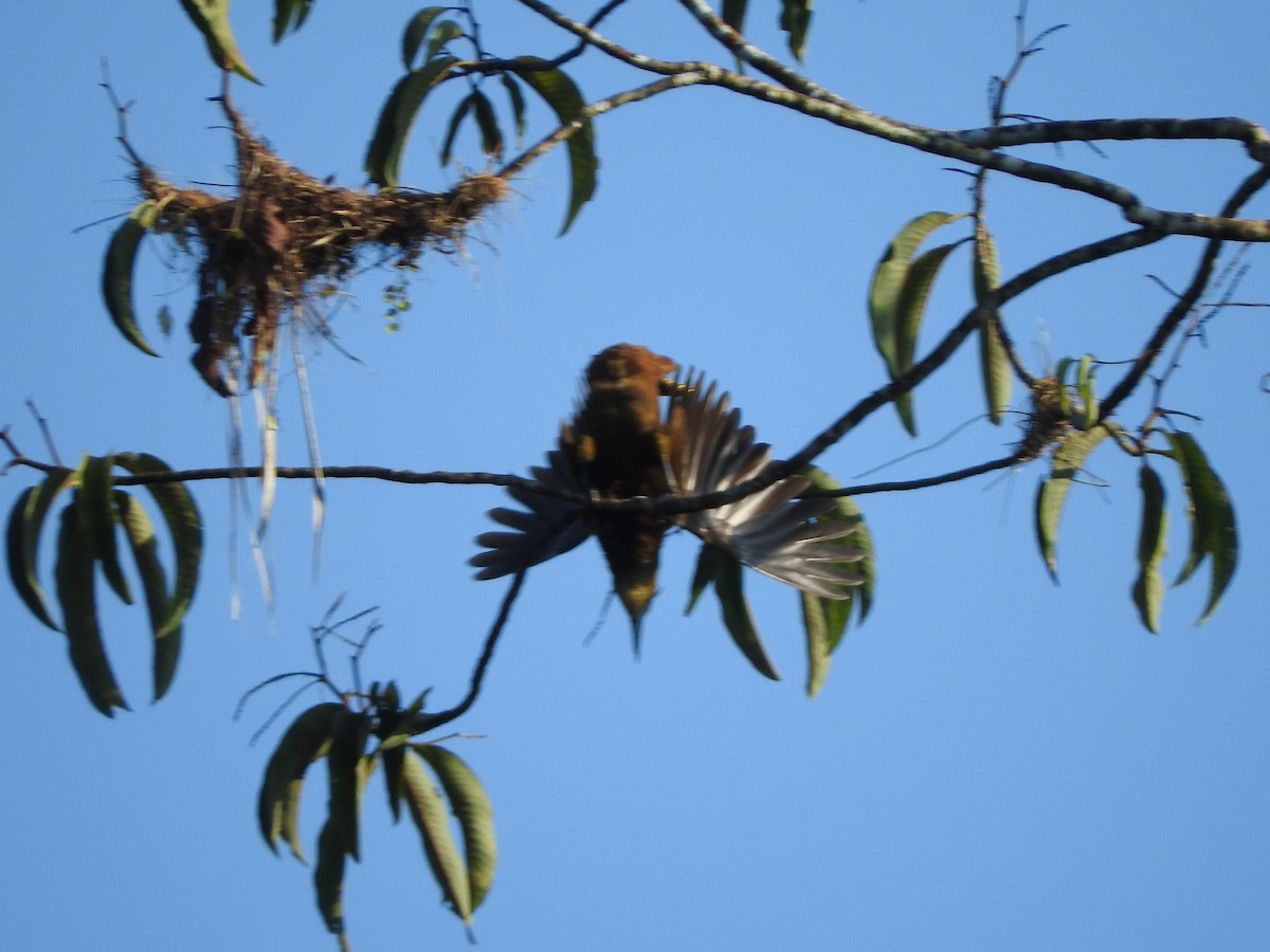 セアカオオツリスドリ - ML644494933