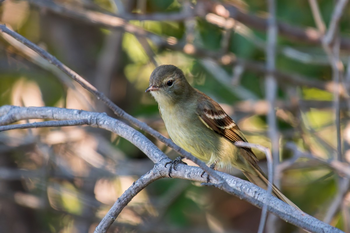 Southern Scrub-Flycatcher - ML644494934