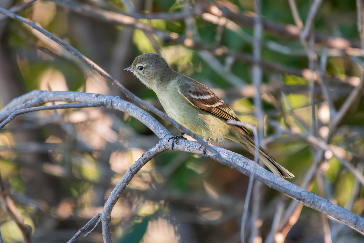 Green-winged Saltator - ML644494935