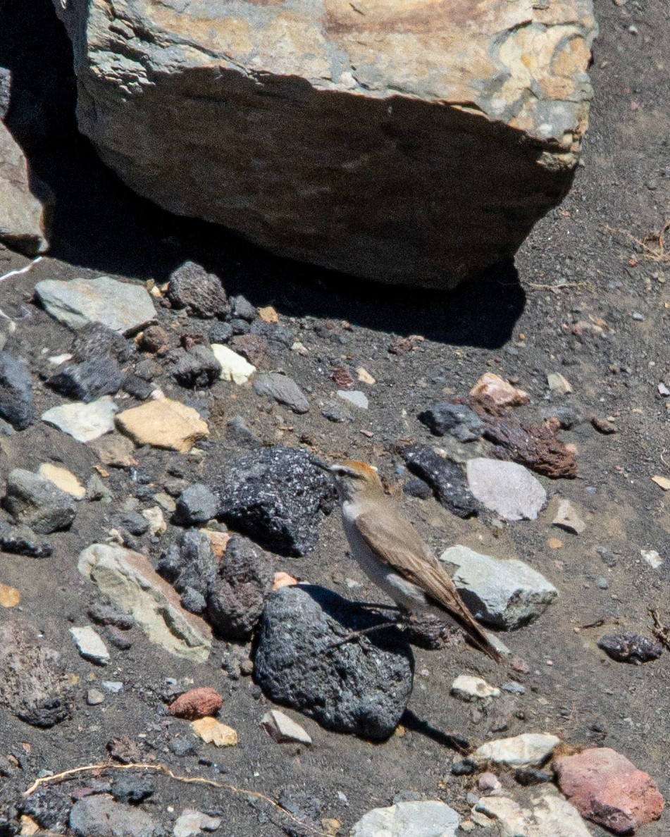 White-browed Ground-Tyrant - ML644494937