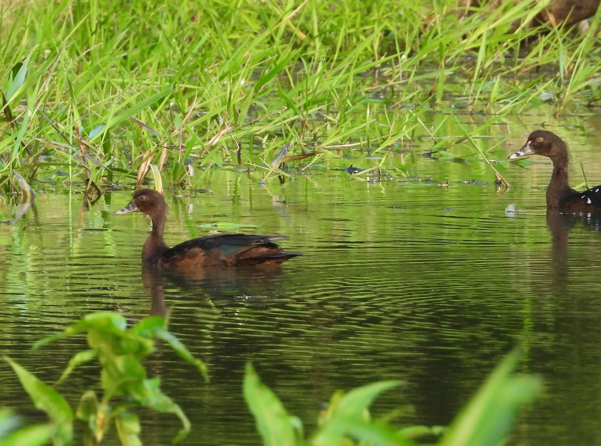 knoppand - ML644494938