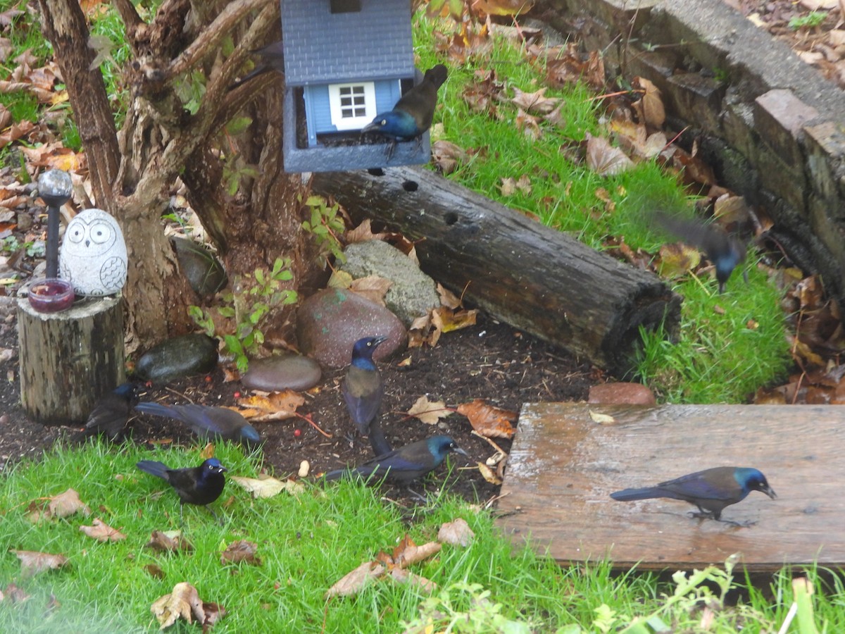 Purpurgrackel - ML644494939