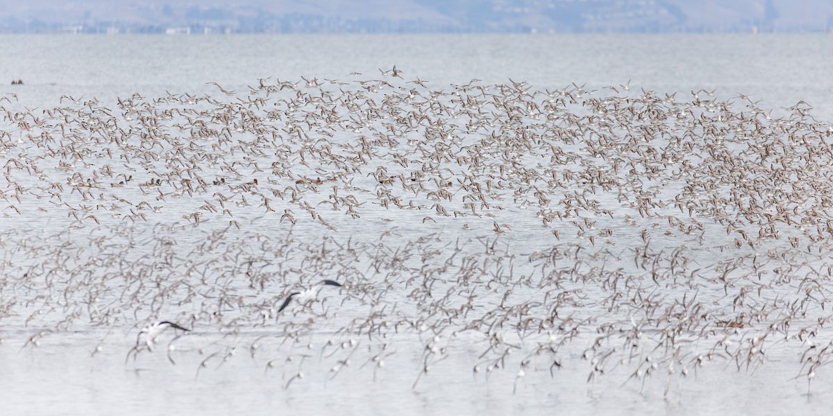 ヒメハマシギ - ML644494941