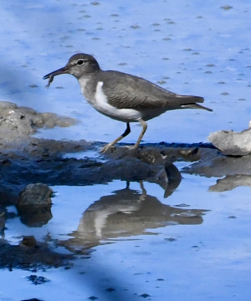 Spotted Sandpiper - ML644494943
