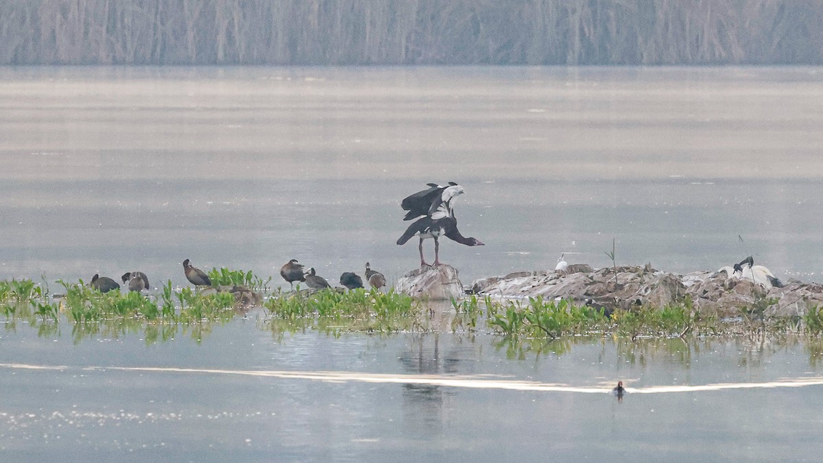 Spur-winged Goose - ML644494944
