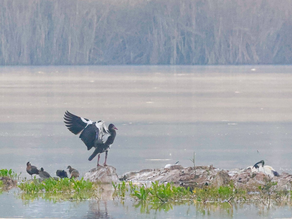 Spur-winged Goose - ML644494945