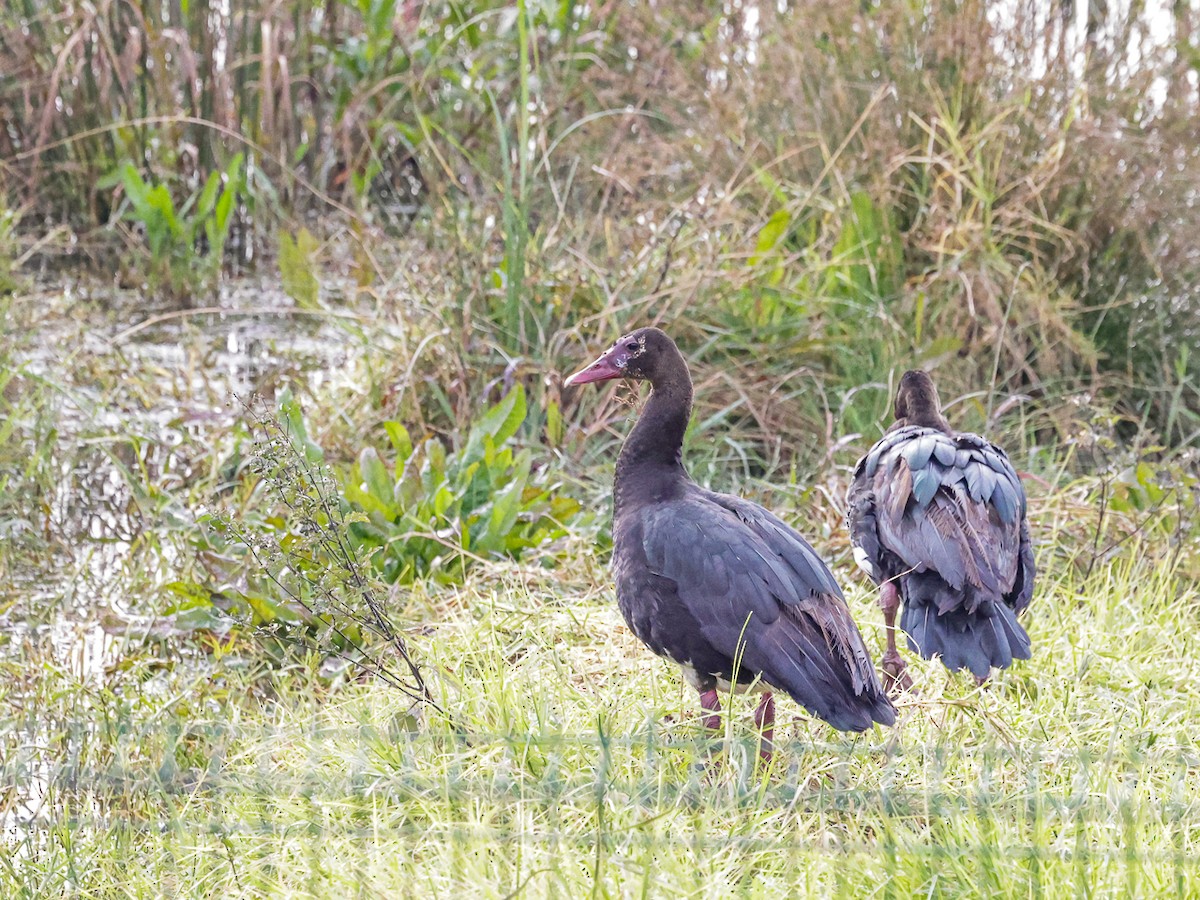Spur-winged Goose - ML644494946