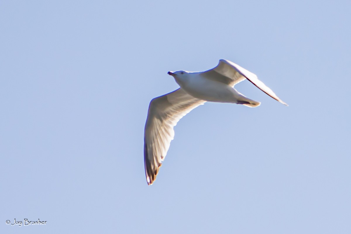 クロワカモメ - ML644494948