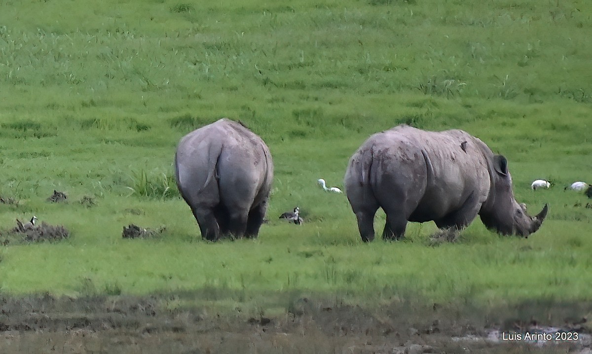 Long-toed Lapwing - ML644494951