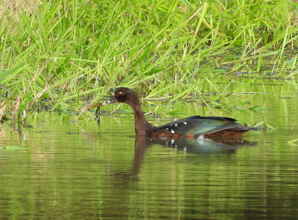 knoppand - ML644494954