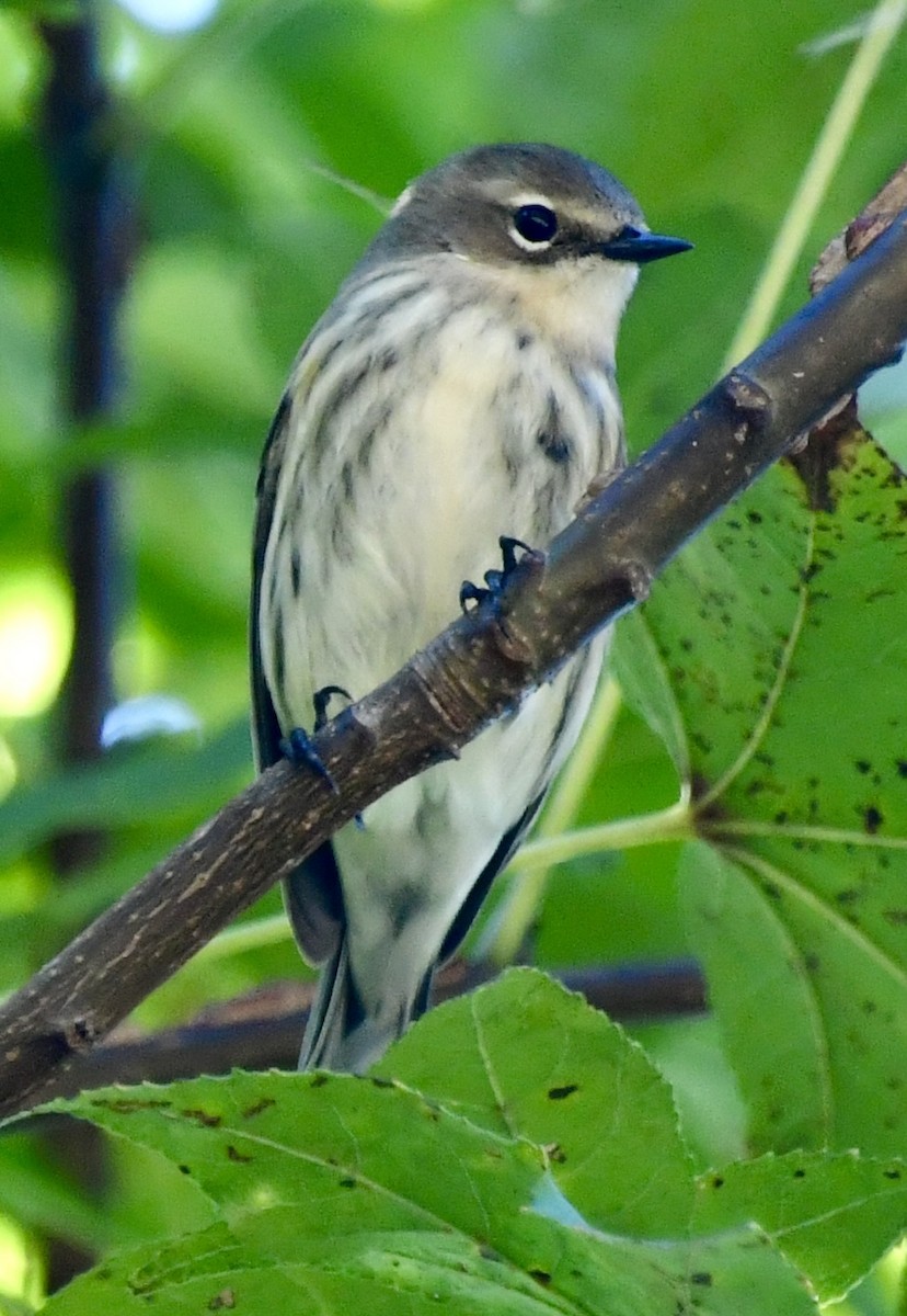 Yellow-rumped Warbler - ML644494959