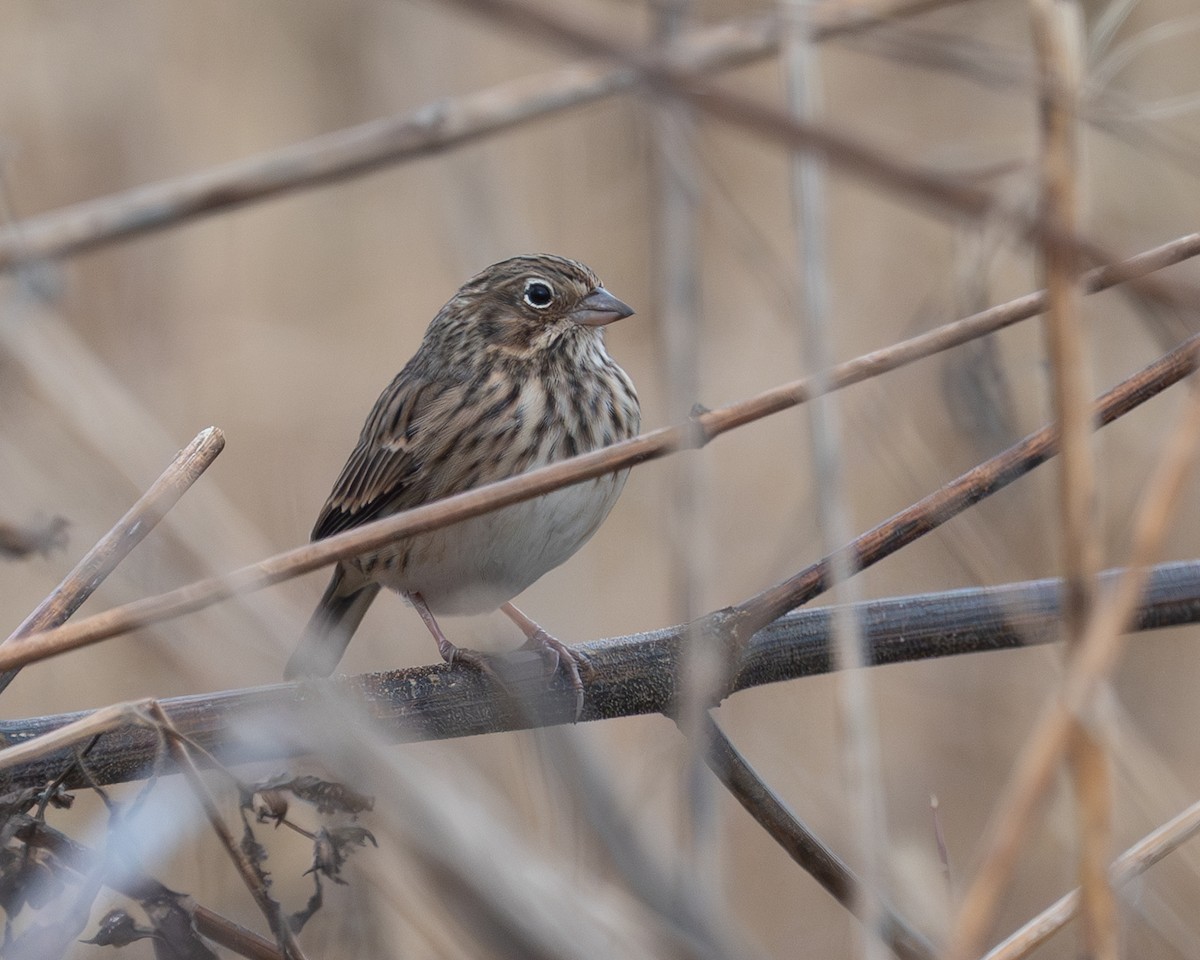 Vesper Sparrow - ML644494967