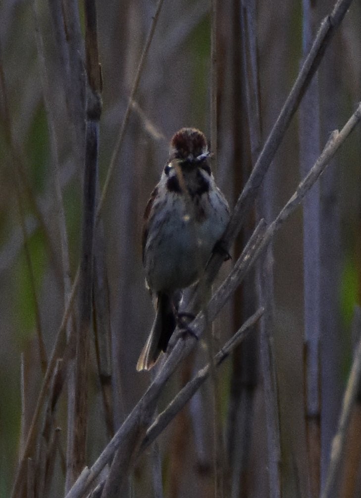 オオジュリン - ML644494970